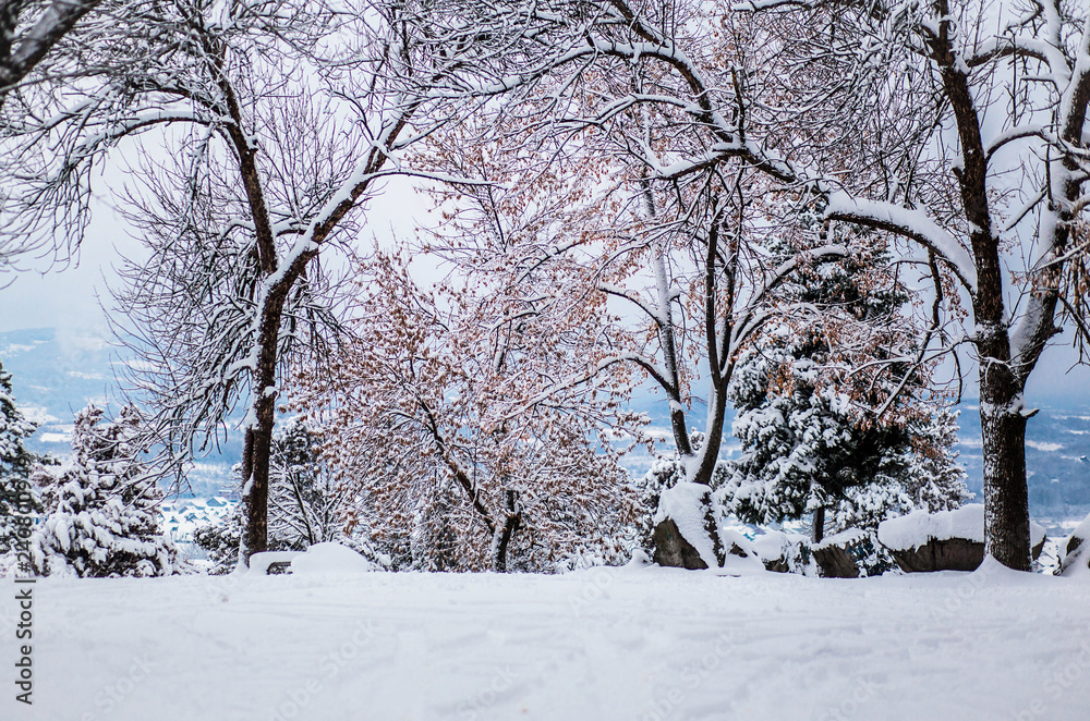 Beautiful winter photo in the park with trees covered in snow Beautiful winter photo in the park with trees covered in snow