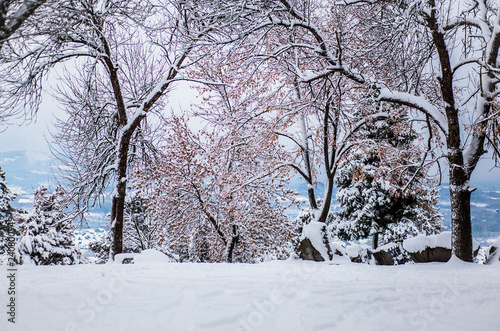 Beautiful winter photo in the park with trees covered in snow