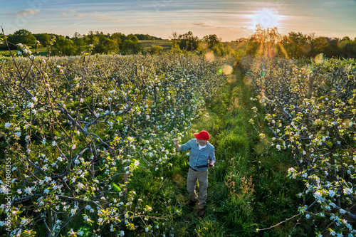 Photography Using a digital tablet, an apple grower checks his apple trees