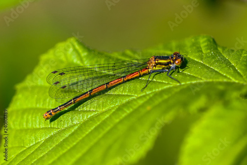 Adonis Libelle © Martin