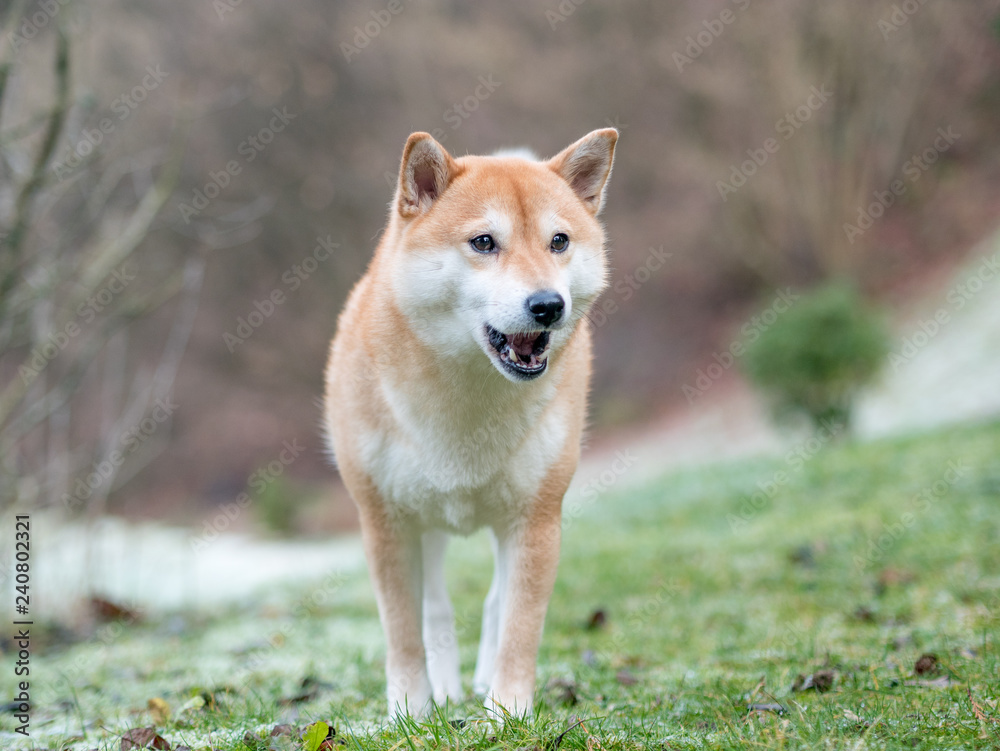 An image of a Shiba Inu dog on a background of snow and grass. 