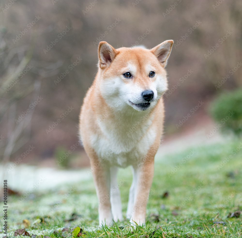 An image of a Shiba Inu dog on a background of snow and grass. 