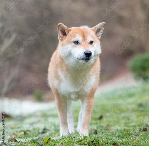 An image of a Shiba Inu dog on a background of snow and grass. 