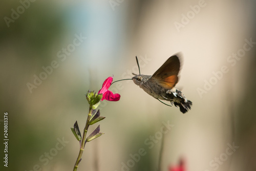 Closeup of a flower drinker moth