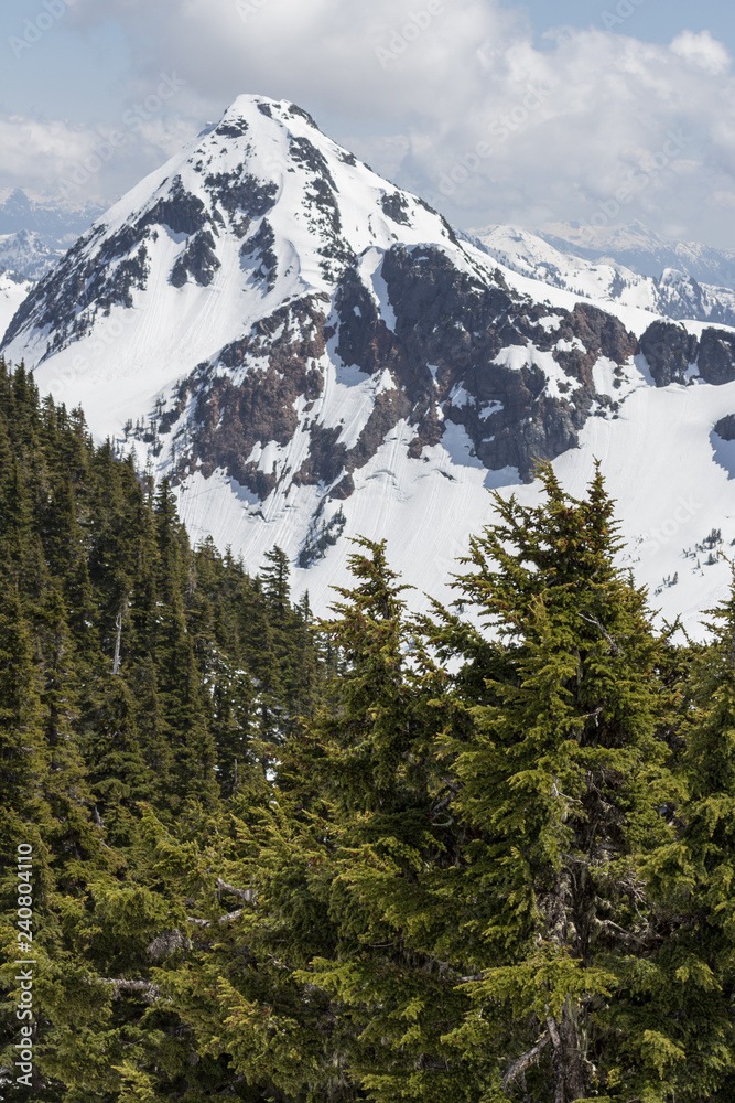 Obraz premium spring