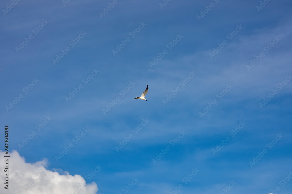 Obraz premium seagull flying in blue sky with clouds