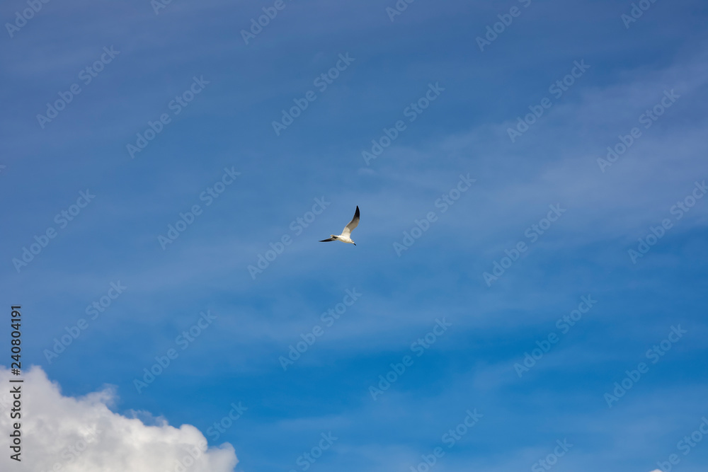 seagull flying in blue sky with clouds