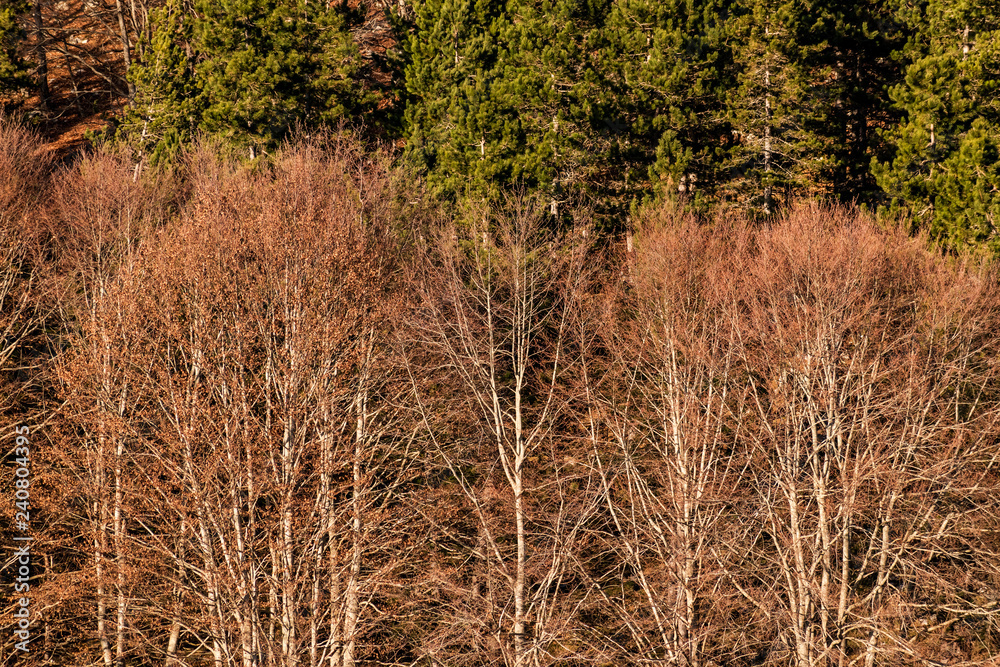 winter bare trees in the forest of the Italian national park of Abruzzo winter bare trees in the forest of the Italian national park of Abruzzo