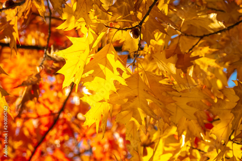 Quercus rubra L.  Red Oak in Autumn on the Sky Background