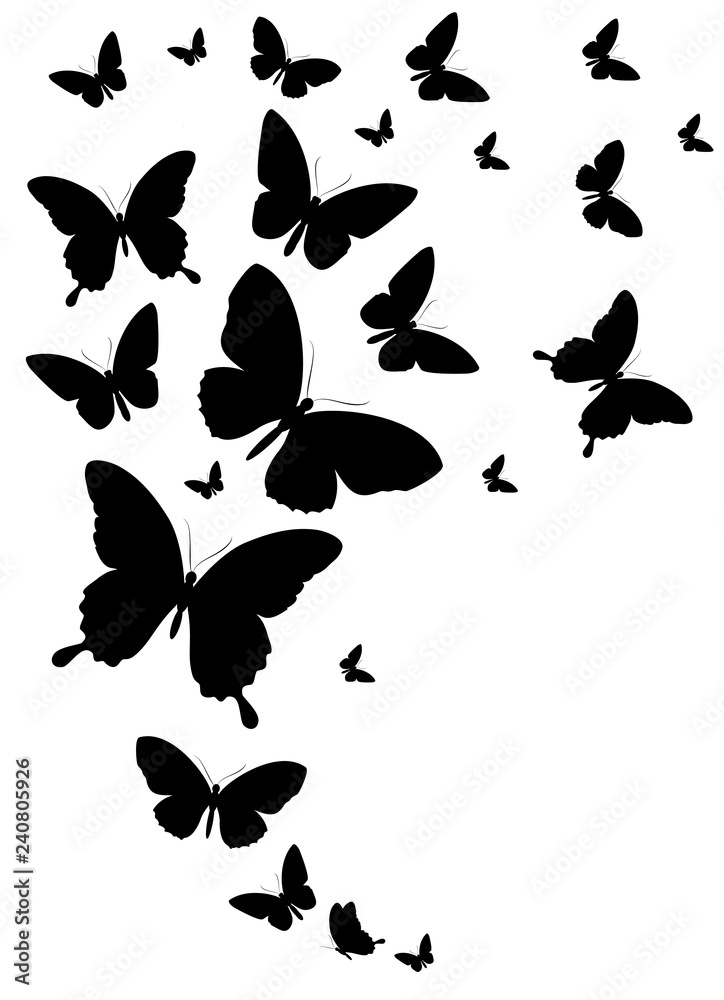 black butterfly, isolated on a white black butterfly, isolated on a white