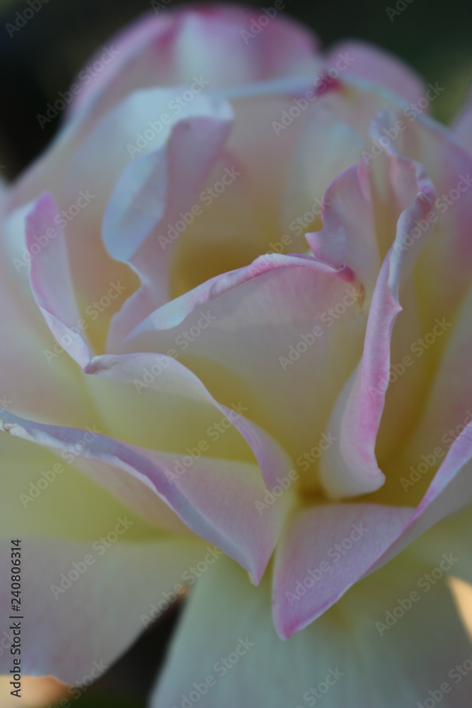 white an pink rose white an pink rose