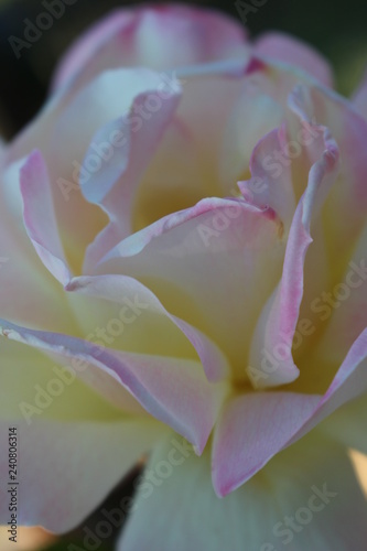 white an pink rose