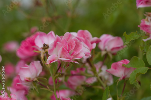 Macro photos of flowers at home