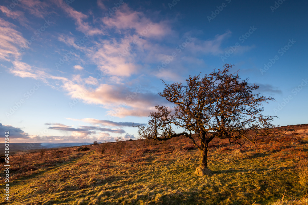 Tree on golden light, Exmoor national park Tree on golden light, Exmoor national park