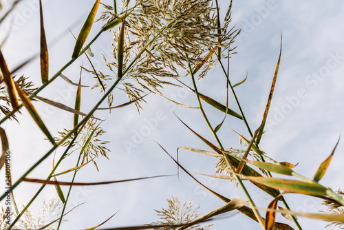 Stalks and seeds of water reeds seen from the moist soil against the blue sky