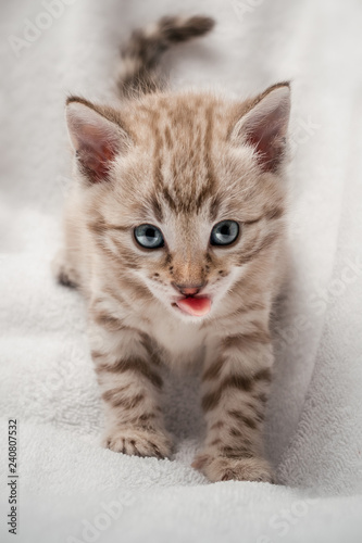 Snow Bengal Kitten