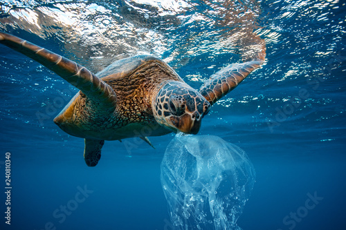 Fotografia Water Environmental Pollution Plastic Problem Underwater animal