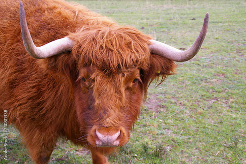 Scottish Highland Cow © Bill