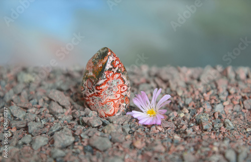 Cuadro en lienzo Polished red orbicular jasper with Lithops flower