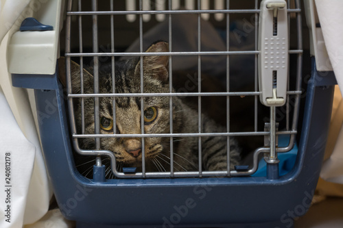 Billede på lærred BrownTNR Tabby Cat in Recovery Cage After Spay or Neuter Surgery