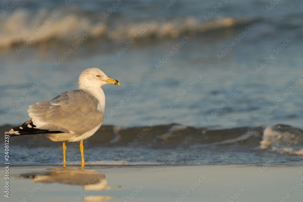 Gull On Vacation Gull On Vacation