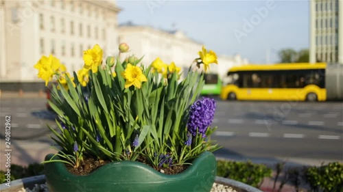 Flowers hyacinths and daffodils grow in pots on the background of a busy roadway. The road and buildings are blurred. In the city, spring, real time, natural light
