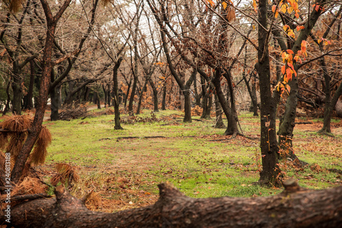 Few orange leaves remain on bare trees as fall turns to winter