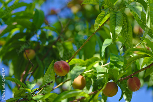Peach tree with growing peaches in sunny day
