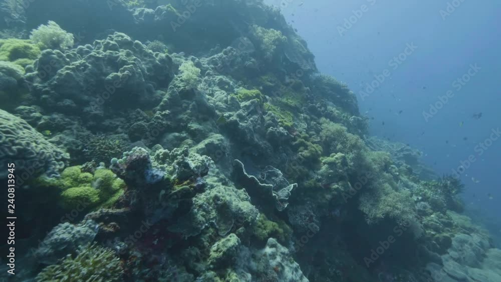 Point of view coral reef and swimming fish while sea diving. Scuba diving in sea Point of view coral reef and swimming fish while sea diving. Scuba diving in sea