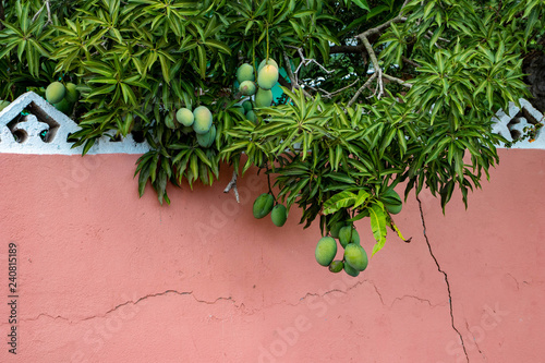 Mango tree photo