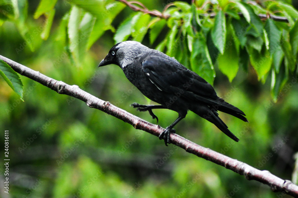 Black bird Black bird