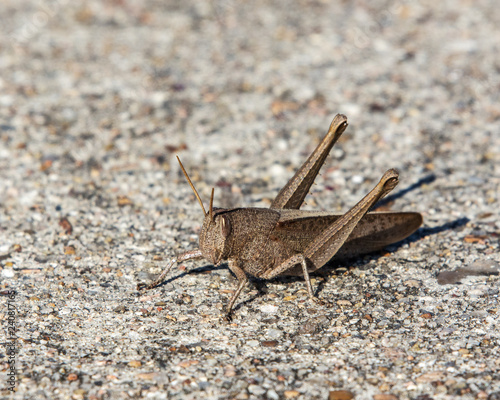 A Christmas grasshopper in Pearland!