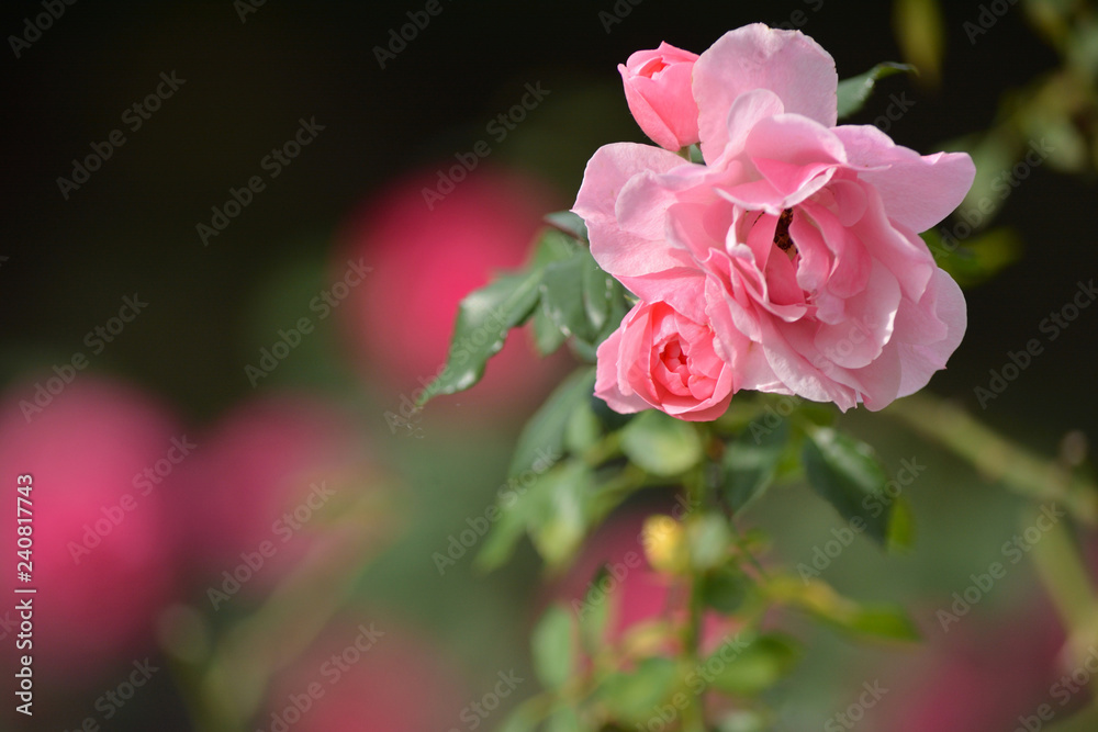 Obraz premium Pink roses