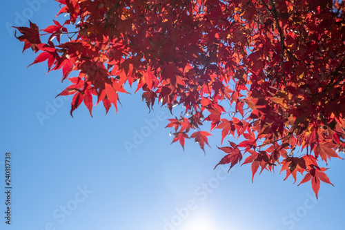 Close up on Japanese Maple in Autumn with beautiful on red and vibrant Autumn foliage.