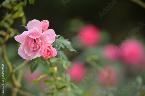 Pink  roses        
