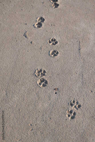 Dog footprints on cement concrete floor