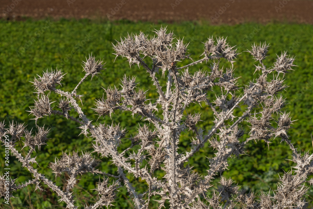 Obraz premium Milk Thistle, Silybum marianum, prickly dry plant