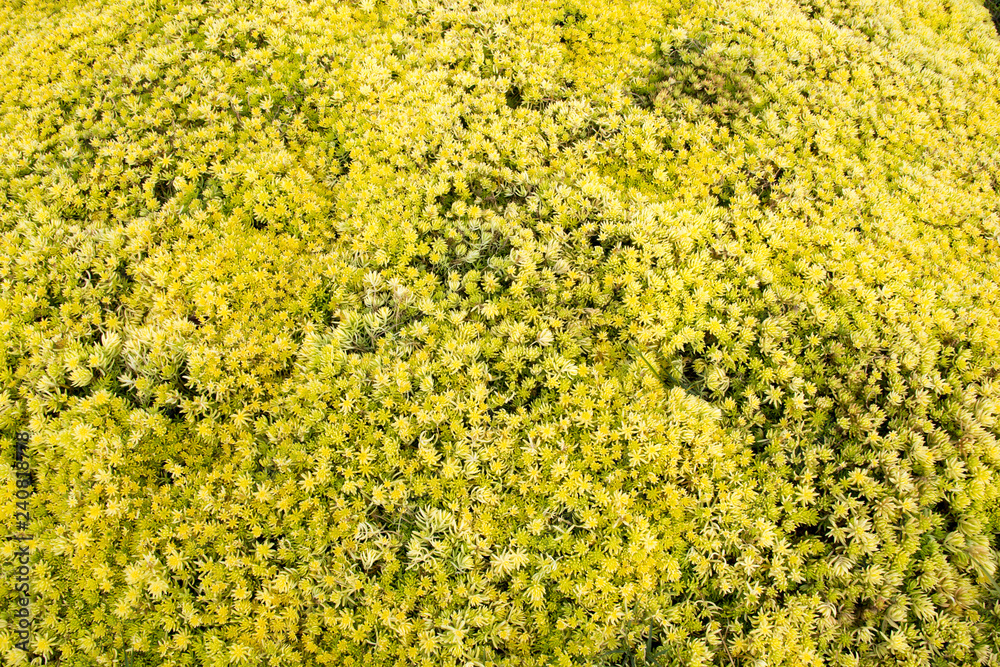 small green leaves pattern small green leaves pattern