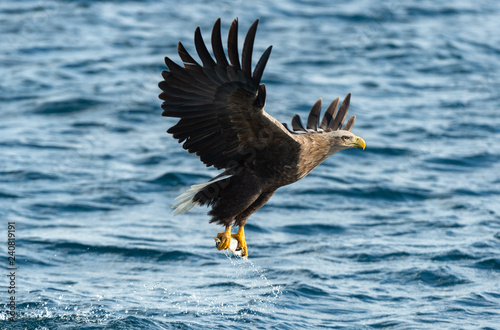 Adult White-tailed eagle fishing. Blue Ocean Background. Scientific name: Haliaeetus albicilla, also known as the ern, erne, gray eagle, Eurasian sea eagle and white-tailed sea-eagle. Natural habitat