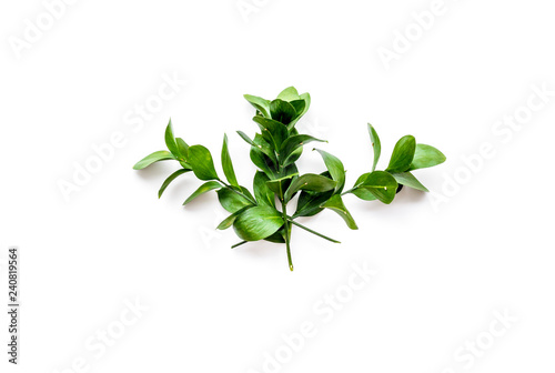 Composition with green branches  leaves on white background top view copy space