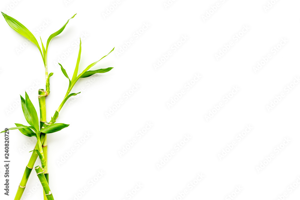Bamboo shoot. Bamboo stem and leaves on white background top view copy space - obrazy, fototapety, plakaty 