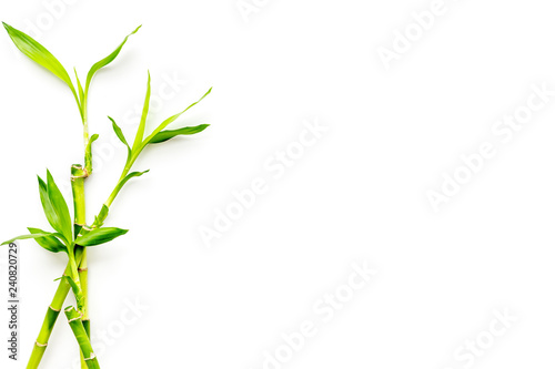 Bamboo shoot. Bamboo stem and leaves on white background top view copy space © 9dreamstudio