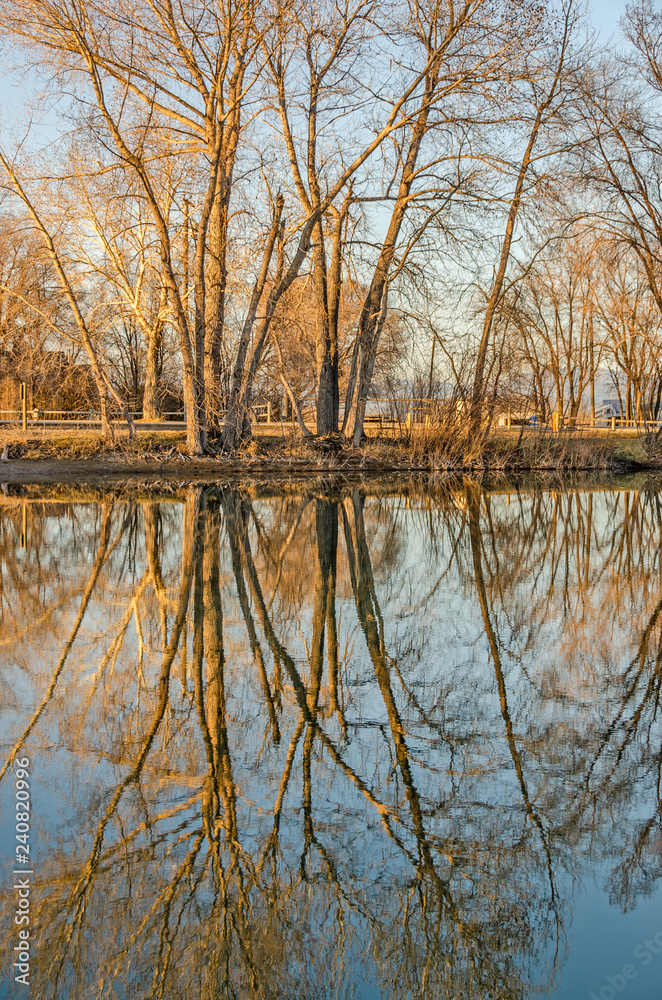 Reflections of Bare Trees in a Lake