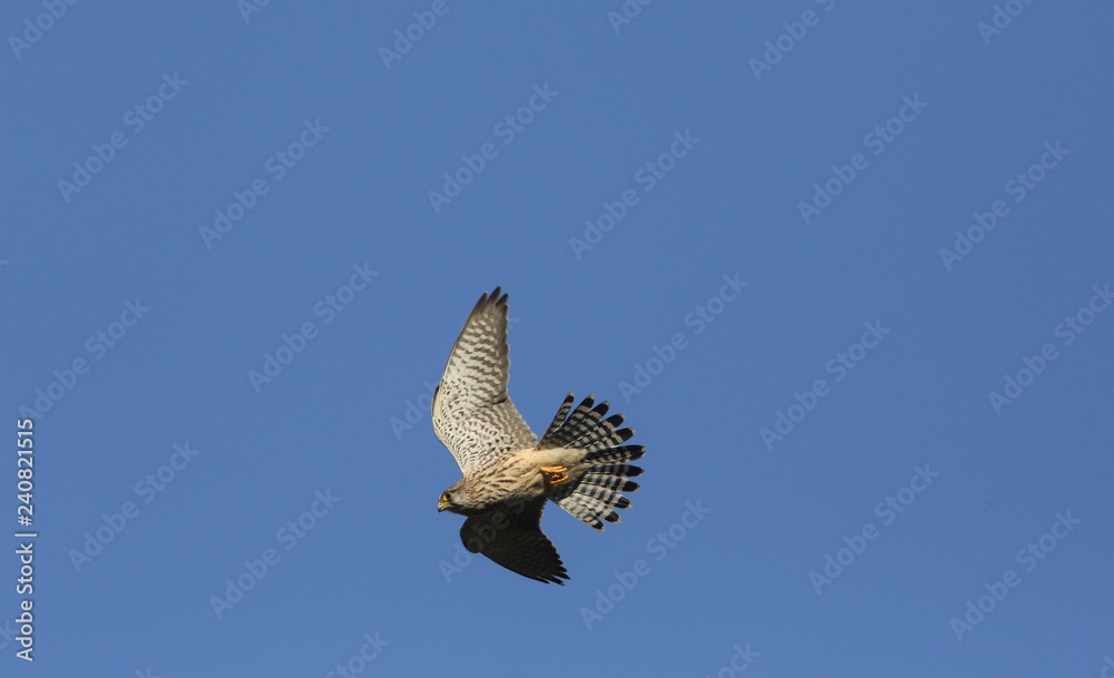 Fototapeta premium A stunning Kestrel (Falco tinnunculus) flying in the blue sky hunting for food. 