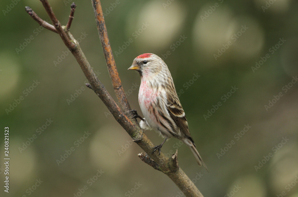 Fototapeta premium A common Redpoll (Carduelis flammea) perched on a branch. 