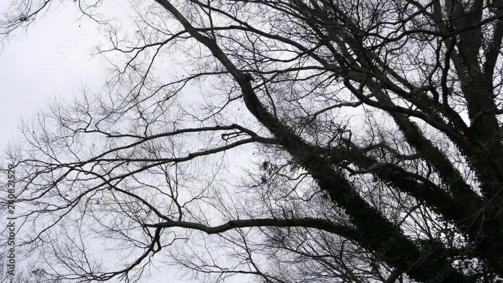tree being moved by the wind tree being moved by the wind