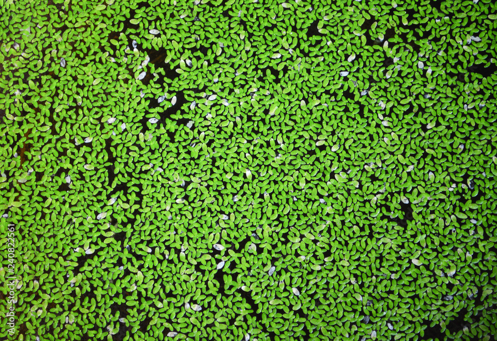 Green duckweed covered on the water / and water hyacinth plant on surface background Green duckweed covered on the water / and water hyacinth plant on surface background