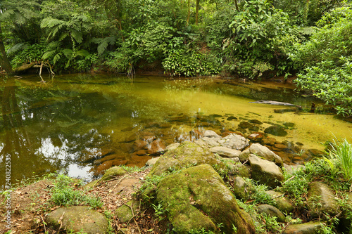 river in forest