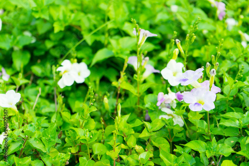 beautiful Asystasia gangetica or Ganges Primrose, Ganges River asystacia, Chinese violet flower in nature garden photo