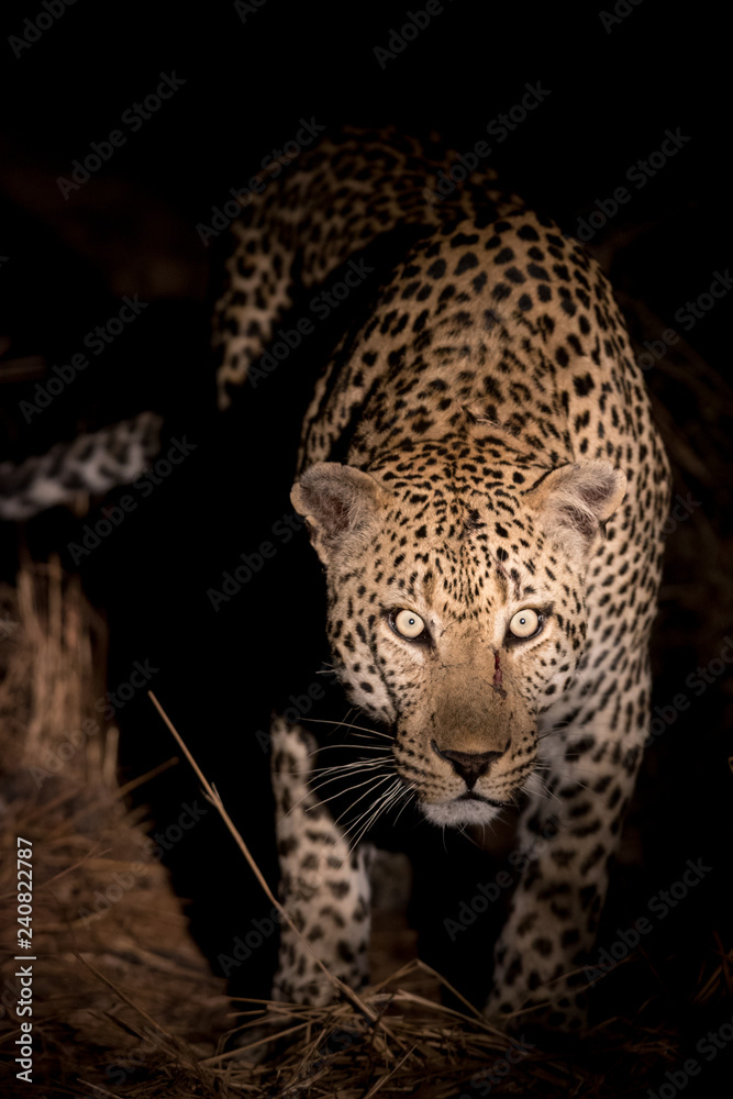 Fototapeta premium Huge male leopard in Sabi Sands Game Reserve as seen during a night game drive.